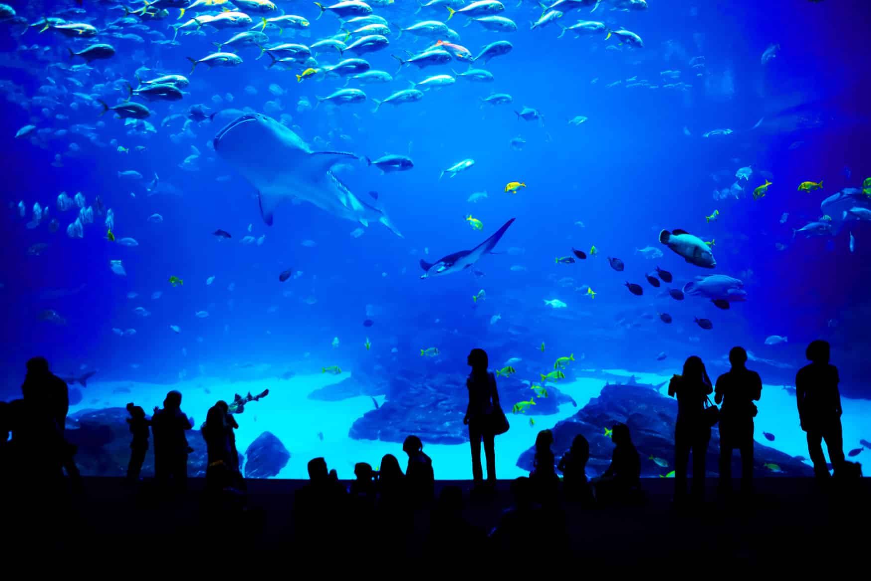 https://www.ila-france.de/wp-content/uploads/2017/02/visit-aquarium-montpellier.jpg